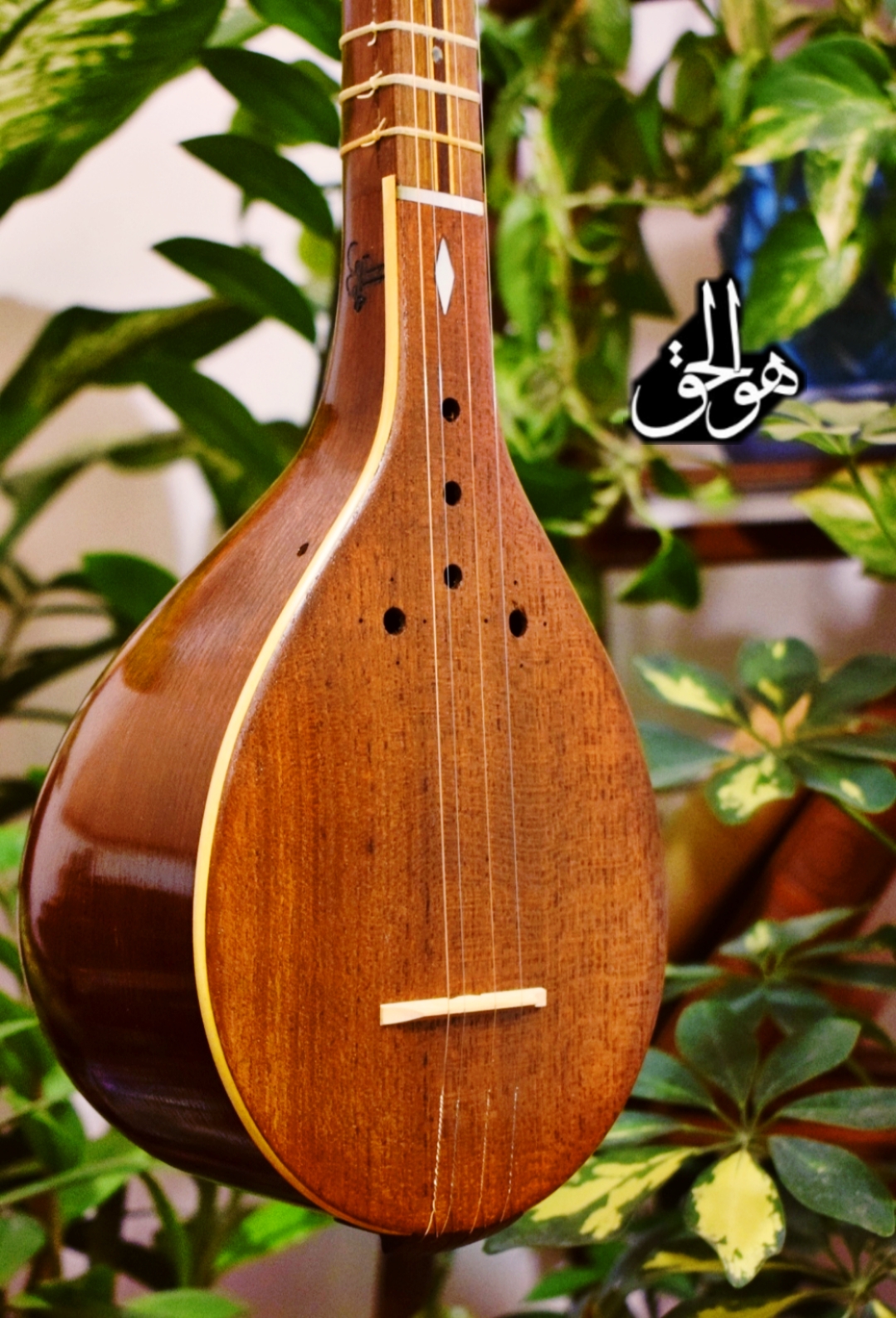 سه تار هاشمی کاسه متوسط (فوفل)